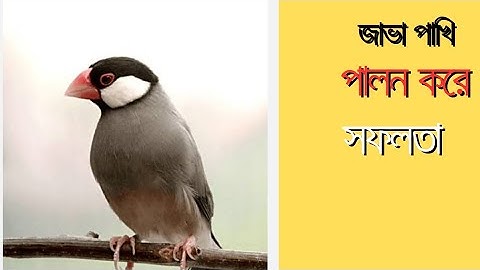 Java birds breeding.জাভা পাখির ব্রিডিং।java finch.#birdshelptips #javasparrow