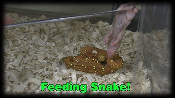 ORANGE SNAKE - EATS FIRST MOUSE! (Green Tree Python)