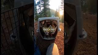 3 Mountain Lion Cubs Lost Their Mom… Then They Saved His Life A Year Later 😭🐆  #shorts screenshot 2