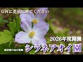 【シラネアオイ園】 2026年度開園　GWに向けた開花情報　4/26シラネアオイ園祭り開催！