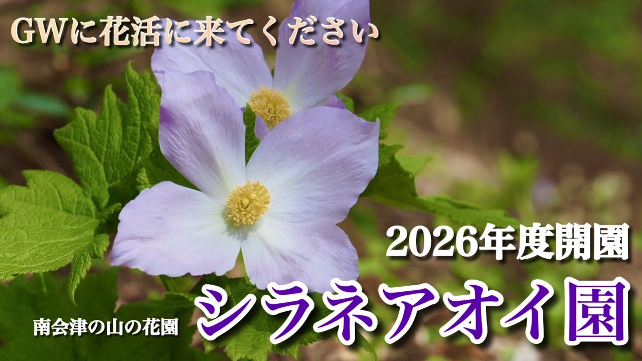 【シラネアオイ園】 2026年度開園　GWに向けた開花情報　4/26シラネアオイ園祭り開催！