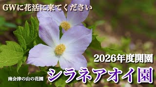 シラネアオイ園】 2026年度開園 GWに向けた開花情報 4/26シラネアオイ