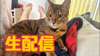 【生配信4/28】急に暑くなってお疲れの体に猫が効きますよ？生配信