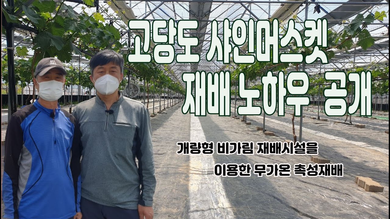 고품질 샤인머스켓 틈새재배(노하우 공개) - 개량형 무가온 촉성재배-비가림시설보단 많이들고 연동형 하우스보단 저렴한 신개념비가림 재배