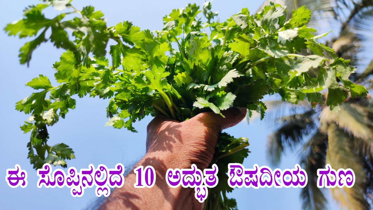 Amazing 10 Health Benefits of Coriander Leaves in Kannada Kottambari Soppu Food Media YouTube
