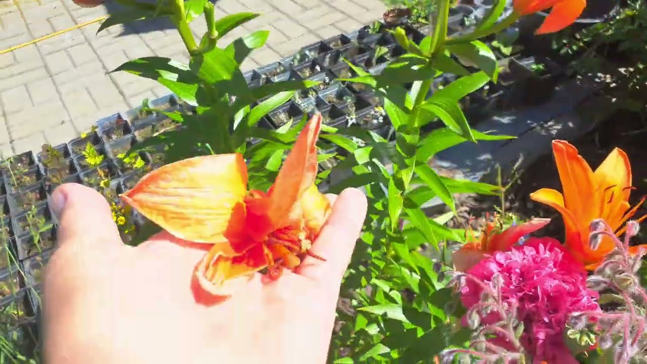 Szlachetne lilie i egzotyczne maki - 1 lipca 2025