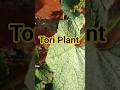 “Garden Update 😳 Itni Growth! Tori, Dhaniya &amp; Mirch 🌱 #shorts