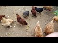 Las gallinas-nuestra aliada en el huerto