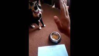 Cat Site Waits For Food #Cat #Trained #Kitty