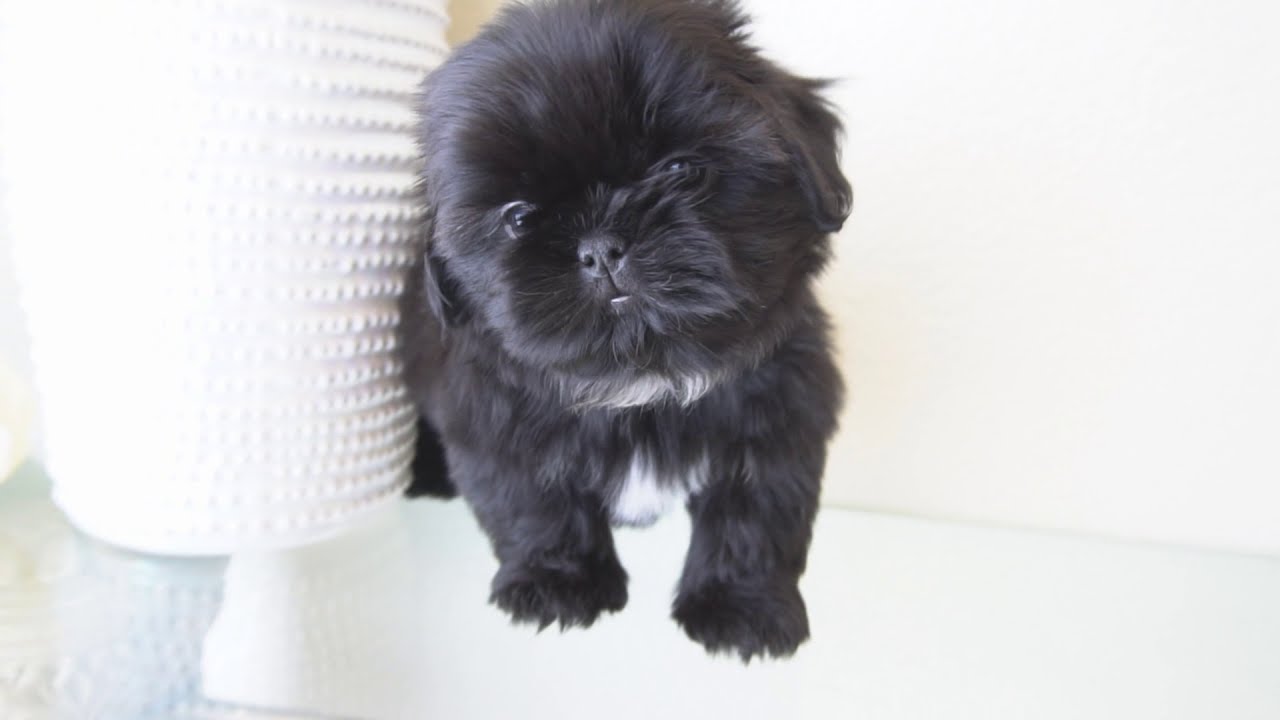 Solid Black Shih Tzu Puppies | |  Too Cute