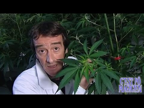 C EST PÔ MAGICIEN FRED ET JAMY EN QUÉBÉCOIS