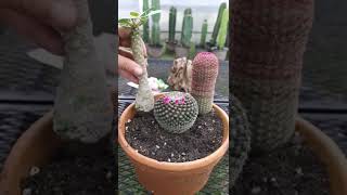 จัดสวนถาด กระบองเพชร น่ารักๆ ดูเพลินๆ สวนถาด กระบองเพชร เต๋อแคคตัส tercactus