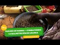 Gusano de harina – combatiendo la malnutrición en Uganda - TvAgro por Juan Gonzalo Angel Restrepo