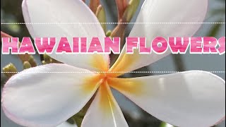 Exclusive Hawaiian Flowers/Most Commonly seen Information
