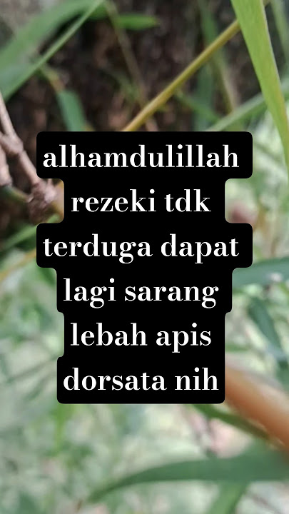 rezeki tidak terduga nih dapat lagi lebah dotsata odeng#madumurniasli #dorsata #odeng #maduodeng