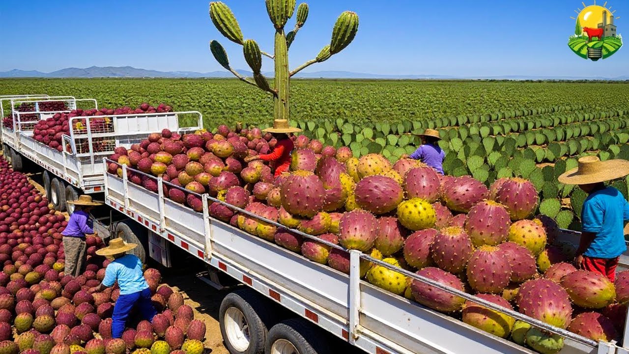 CÓMO se COSECHAN MILLONES de TONELADAS de FRUTAS EXÓTICAS 🍍|  La TECNOLOGÍA de COSECHA AVANZADA