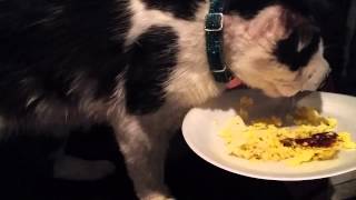 This cat named cow loves his eggs for breakfast everyday he needs to
start day