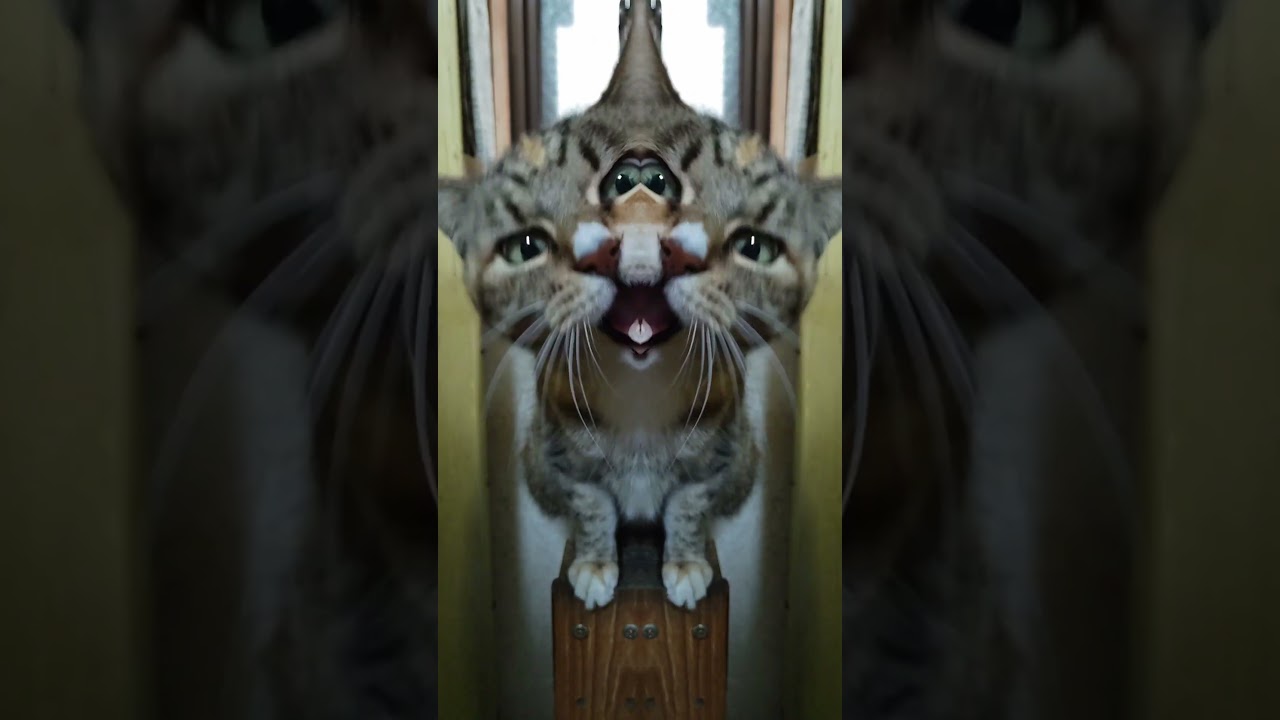 2026 01 12 05 猫動画ショートですニャン ‐ #cat #子ネコ #猫 #catsofyoutube #cats