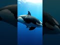 Orcas Surround You in the Atlantic Ocean 🐋 | 4K Underwater POV Encounter