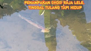 lagi enak mancing,malah muncul penampakan ghoib Raja lele