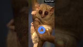 اصغر الحيوانات فى العالم 4 #حقائق #هل_تعلم  #حيوان #animals #معلومة_للمشاركة #معلومات #أصغر #shorts