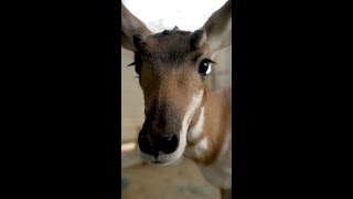 Pronghorn Rescue🐐