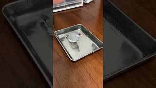 文鳥夏天就是愛洗澡。Java sparrow loves bathing