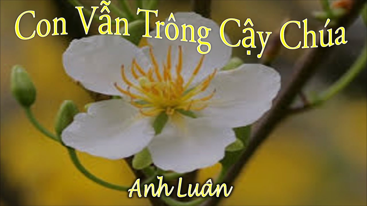 christian benteke 02-07-16 Con Vẫn Trông Cậy Chúa – Anh Luân
