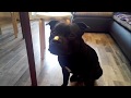 Стаффи ловит сыр с носа | Staffy catches cheese from the nose