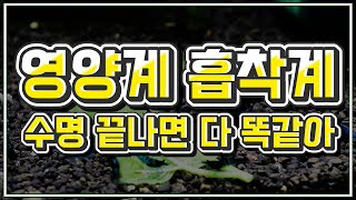 [새우항 물잡이上] 영양계Vs흡착계 완벽 정리｜소일의 특성｜소일덧방 해도 될까?