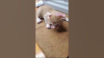 So Cute 😻🥰❤️‍🩹💖😺#cat #cute #kitten #funny #animals #pets #trending #shorts #shortsfeed #meow #viral