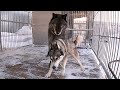 Вязка Волка и Хаски, wolf and husky breeding