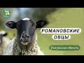 Как получать больше мяса от романовских овец. Калужское ранчо