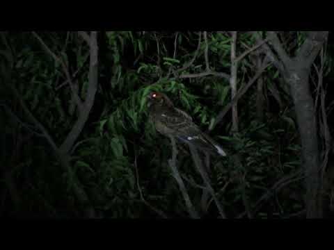 MVI 0164 4. Jerdon's Nightjar calling,  Bamboo Rustles,110519