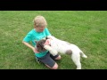 Lagotto romagnolo Nikita and Tomas - tricks