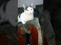 Masik the cat on a lazy Sunday afternoon 🎵😻 Relaxing cat vibes on the chair #Shors