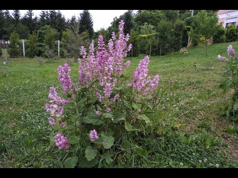 Videó: Cickafarkfű Gyógynövény - Használati Utasítás, Vélemények, ár, Analógok