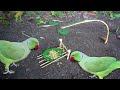 Creative Unique Parrot Bird Trap | Easy Bird Trap | How to Make Bird Trap for   Parrot