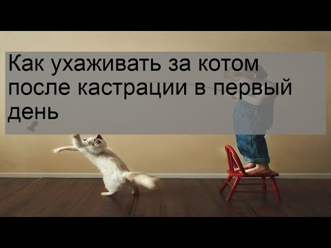 Как ухаживать за котом после кастрации в первый день