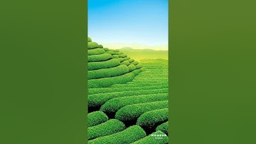 سورة العلق( ሱረቱል አለቅ)