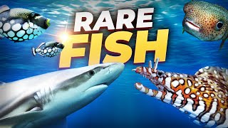 Insanely RARE Saltwater Fish that you can buy!