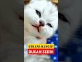Kenapa Kucing Nangis⁉️ 😿 Fakta Bikin Kaget