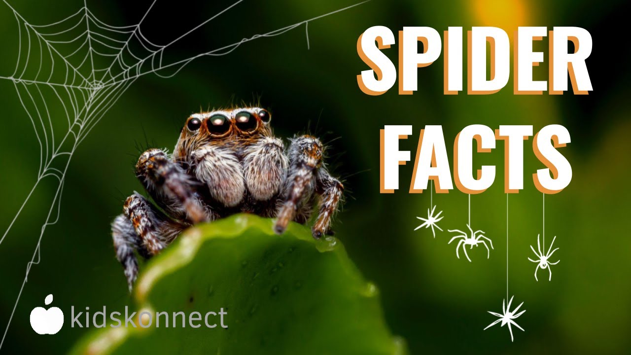 8 Captivating Facts About Spider Silk