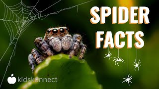 Spiders Facts For Kids | Anatomy, Diet, Behavior, Venom