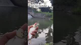 spot ikan tawes klaten dam kuntulan #mancing #mancingtawes