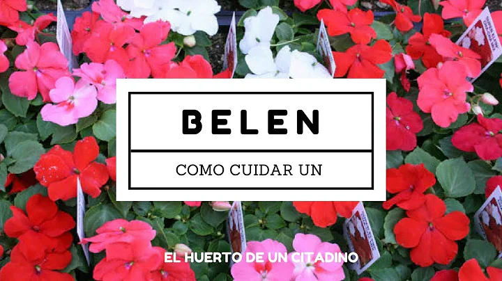 COMO CUIDAR PLANTA DE BELEN || BELEN COMUN || ALEG...