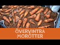 Övervintra morötter - TRE sätt för dig att spara morötterna över vintern