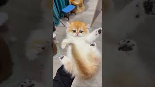Cute Kitten Plays Hide and Seek With Its Owner 😹❤️ | Funny Cat Moments