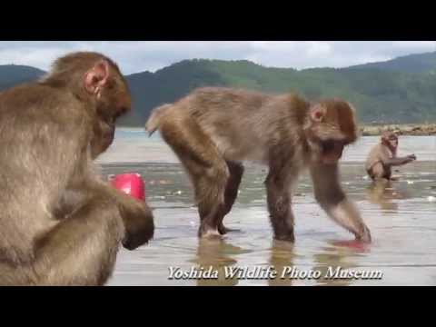 Japanese Macaques Washing Potatoes　ニホンザルの芋洗い行動