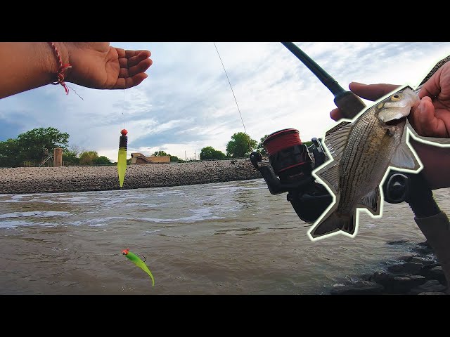 Double Crappie Jig Rig Setup for White Bass